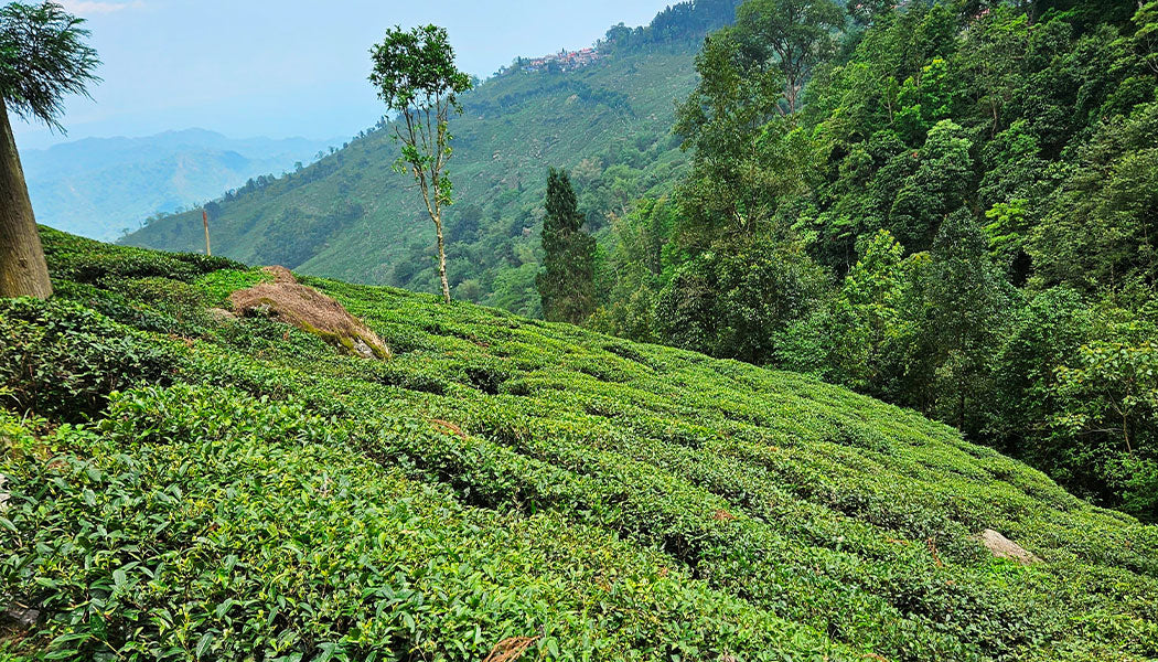 Inside the world of fine tea sourcing