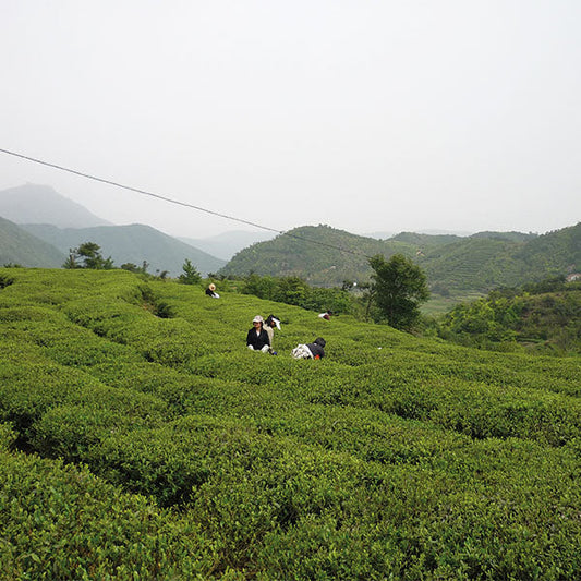 Longjing Tea (Dragon Well): Tea of the Month