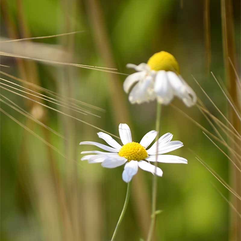 How to make chamomile tea with Newby tea bags and loose flowers?