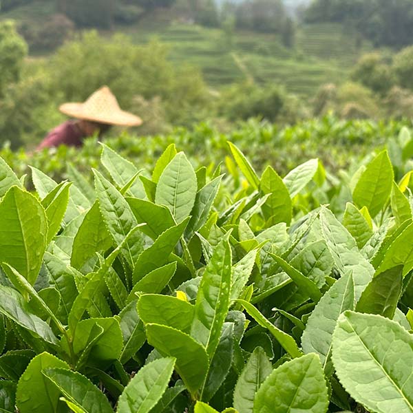 International Tea Day: 5 Ways to Celebrate Tea and Support Sustainable Practices