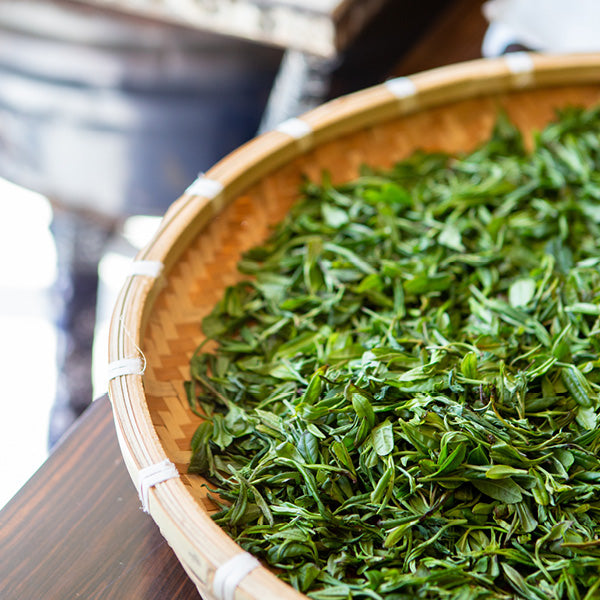 The immune-boosting benefits of green tea 