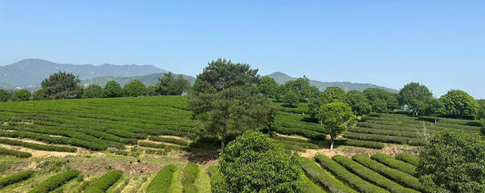 Newby Teas' Journey Towards Carbon Neutral Tea