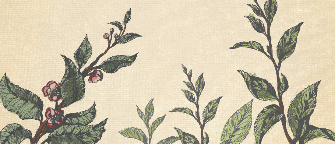 Learn About Tea: The Tea Plant