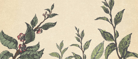 Learn About Tea: The Tea Plant
