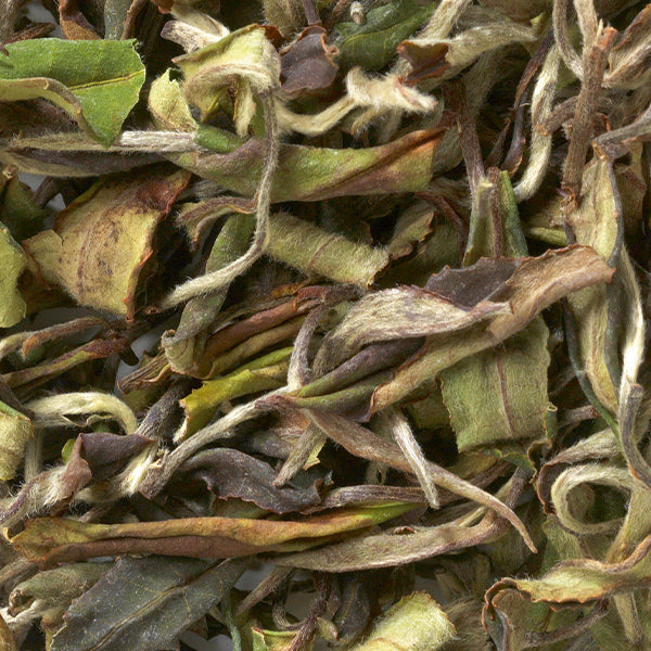 White Peony Tea – A Superior Loose Leaf Tea Experience