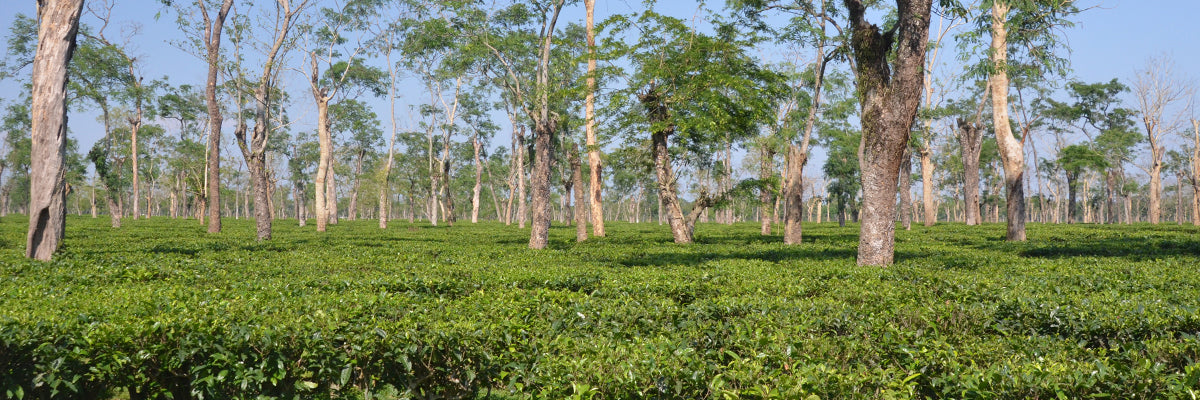 Indian Black Teas