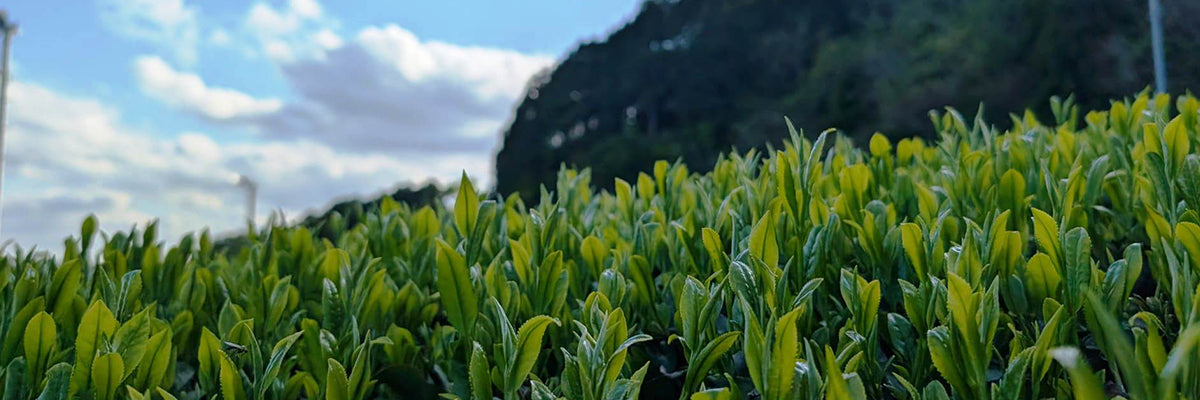 Japanese Green Teas