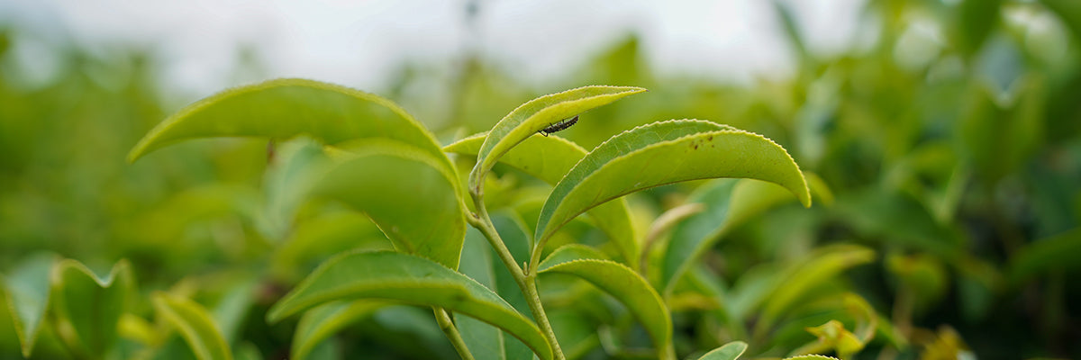 Nepalese Teas