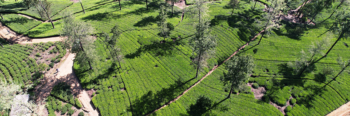 Sri Lankan Teas