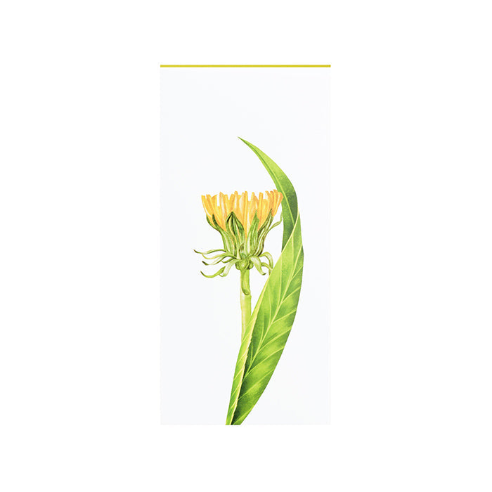 Wellness Spa - Organic Tisane