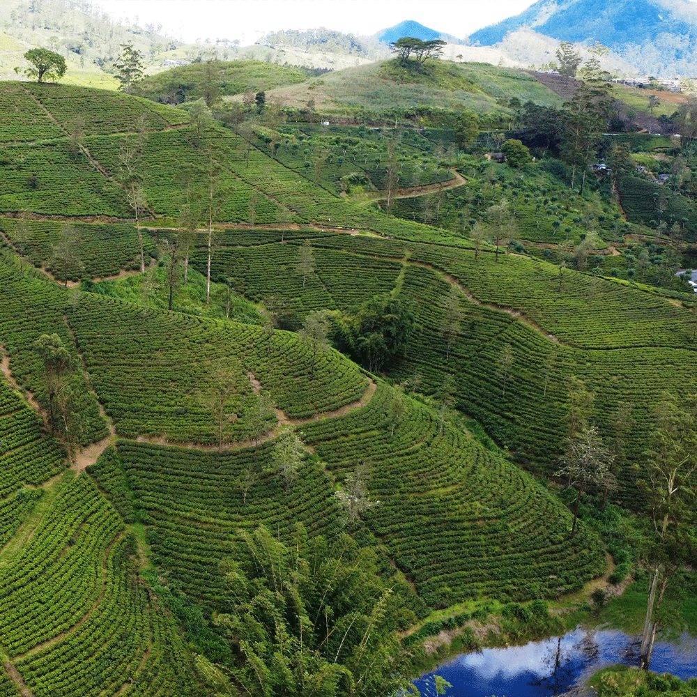 Ceylon - 50 Tea Bags