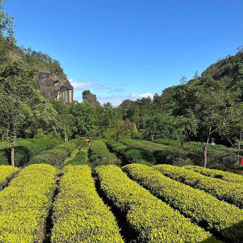 Green Sencha - 25 Tea Bags