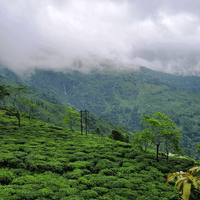 Darjeeling Heritage Loose Leaf